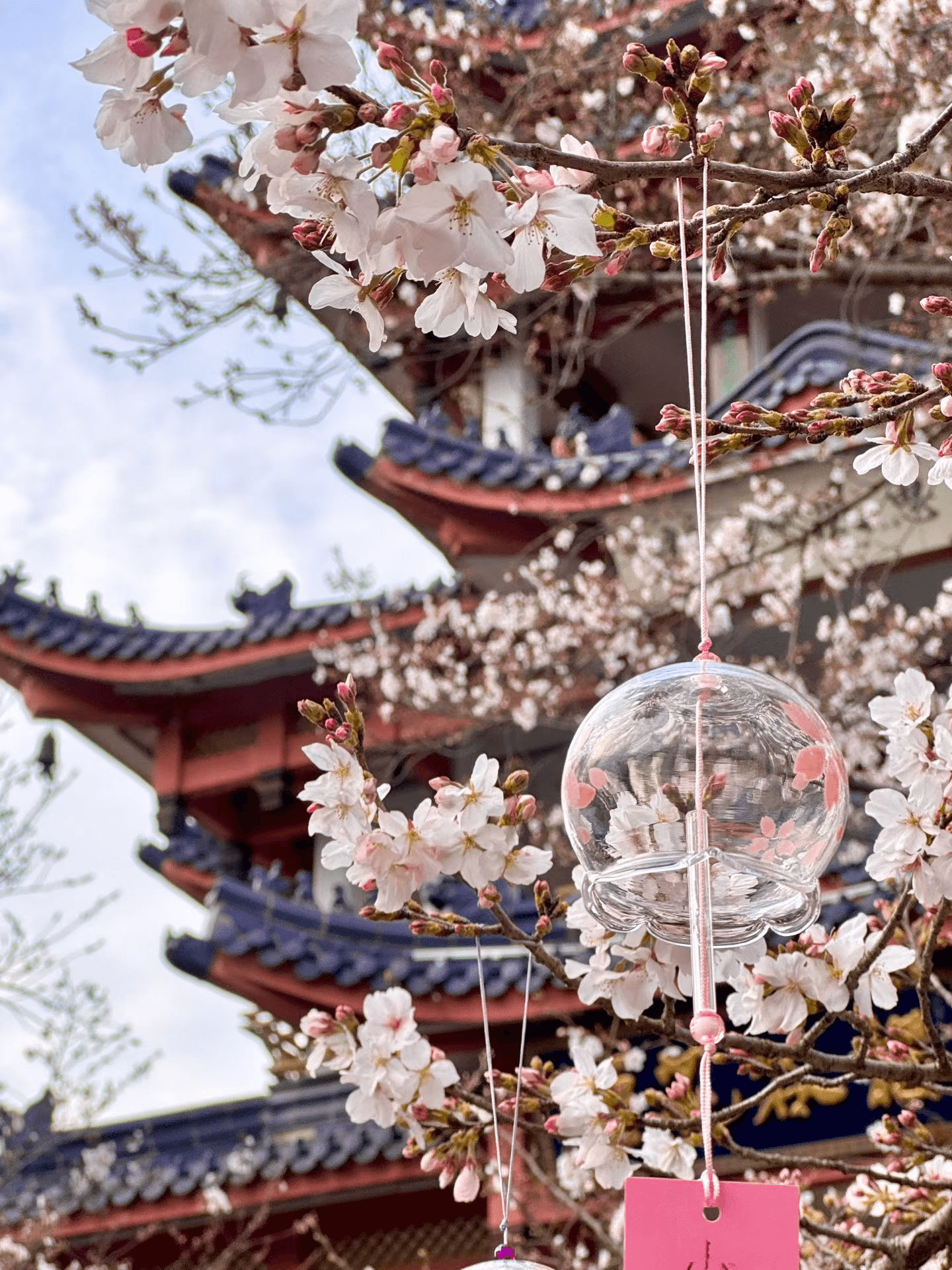 Cherry Blossoms