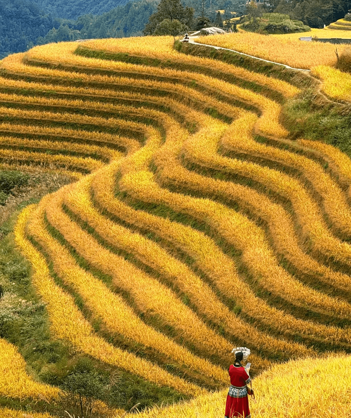 Rice Terraces